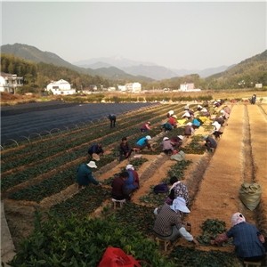 恨水茶業公司有機茶苗基地